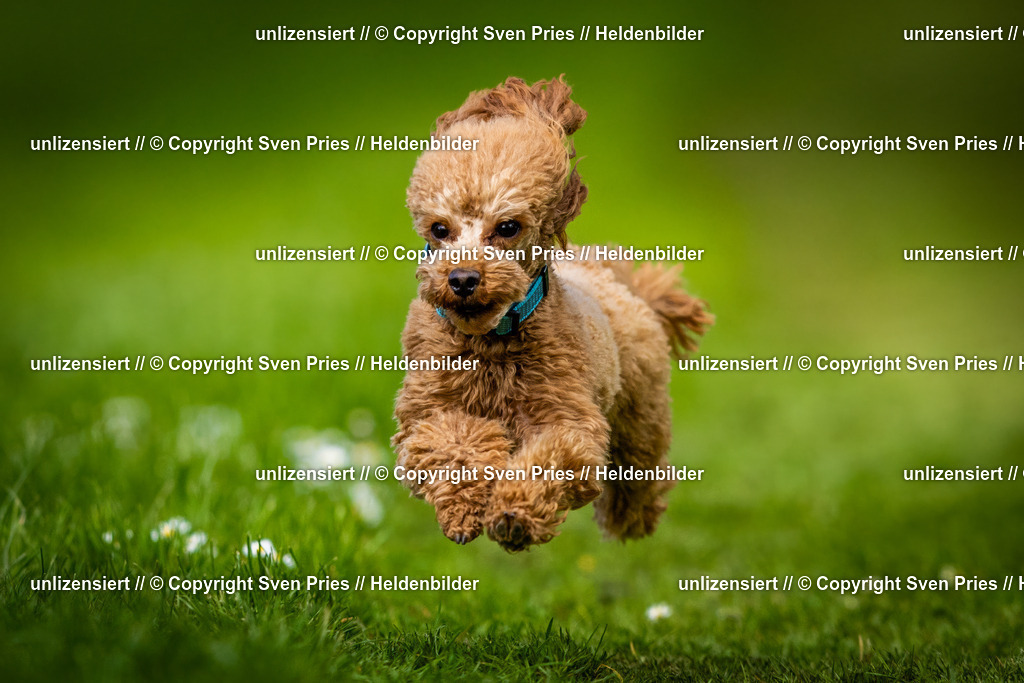 Sven Pries | 2025-04-13 - Hunderennen Baden-Baden - Realisiert mit Pictrs.com