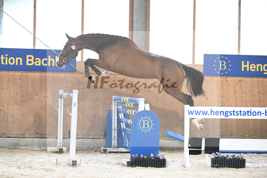 Kat-Nr. 32 Annabelle NZ v. Aganix Du Seigneur_Kistner_7240106 | hf-fotografie - Realisiert mit Pictrs.com