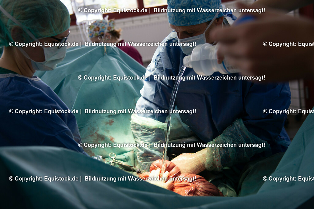 20191022_Kolik_OP_0070 | equistock