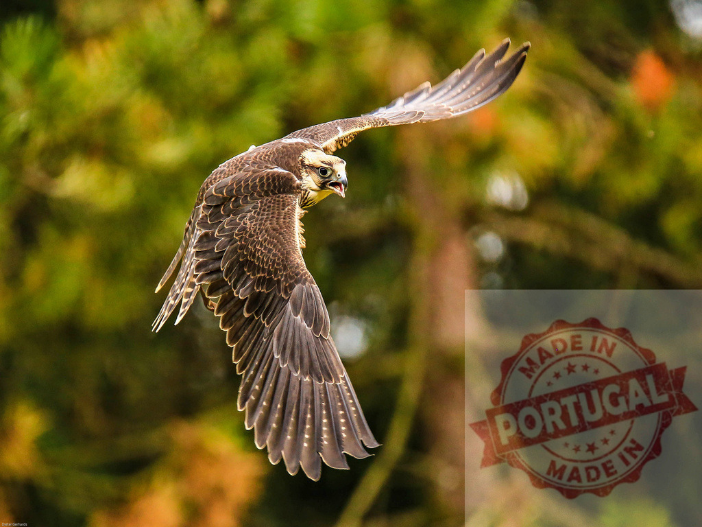 Lanner falcon bird of prey flying with outstretched wings | Lanner falcon flying in forest with wings outstretched and beak open - Realisiert mit Pictrs.com