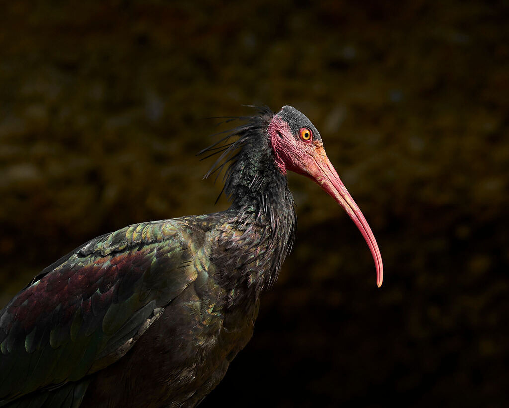 580A1698 | Peter Fridle Fotografie - Realisiert mit Pictrs.com