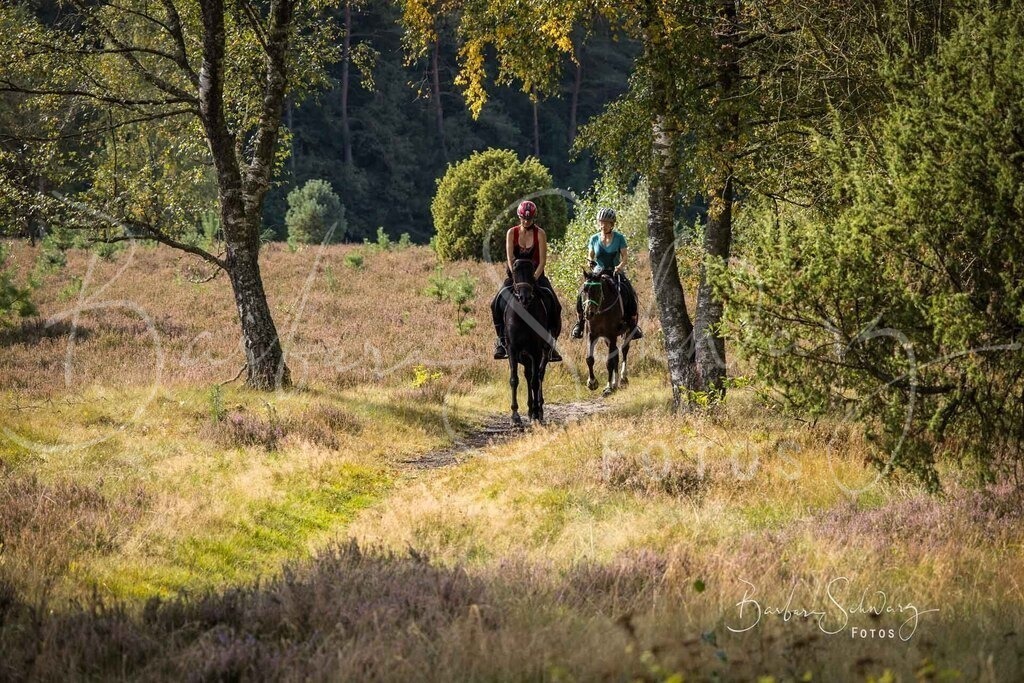 DdLH-WehlenerHeide_2025-09-20_54 | Fotografie, Veranstaltungs-Fotografie, Pferde-Fotografie, Landschafts-Fotografie, Reise-Fotografie - Realisiert mit Pictrs.com