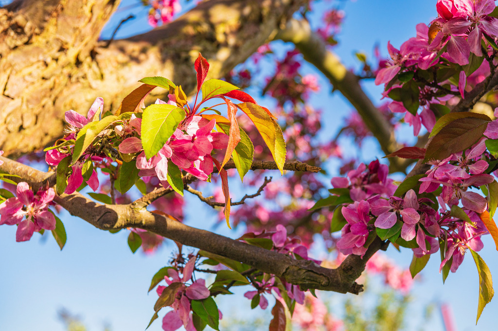 2023_04_30_HH-OEVELGONNE_MCP8107 | Hochwertig gedruckte Fotografien für die Wand, als Kalender und zum Verschenken. Hamburg & Norddeutschland und überall wo ich mit der Kamera unterwegs war.