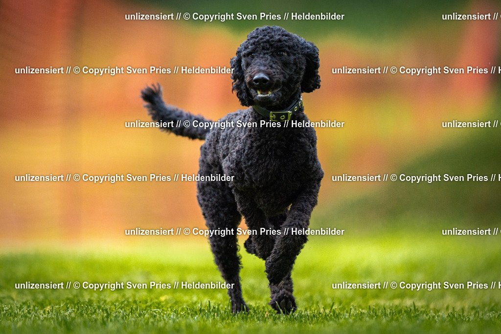 Sven Pries | 2025-09-21 - Hunderennen Baden-Oos - Realisiert mit Pictrs.com