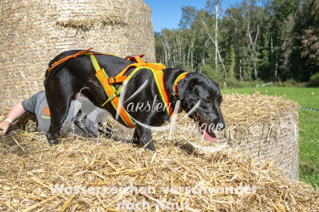1354_ZZ91833-3 | kk-dogfotos