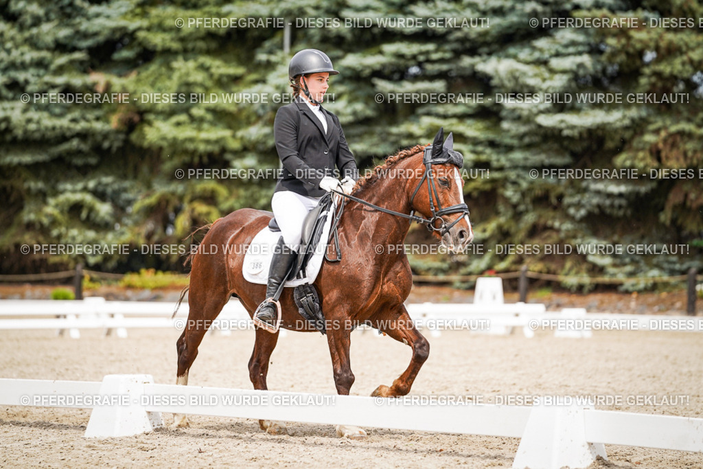 DSC04446 | Pferdegrafie