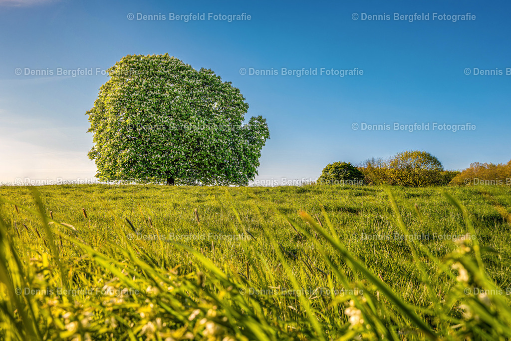 Baum 1 | Entdecken Sie Natur, Makro und Tierfotografie von Dennis Bergfeld.Besondere Momente und Details der Natur, hochwertig als Foto und Wandbild erhältlich. - Realisiert mit Pictrs.com