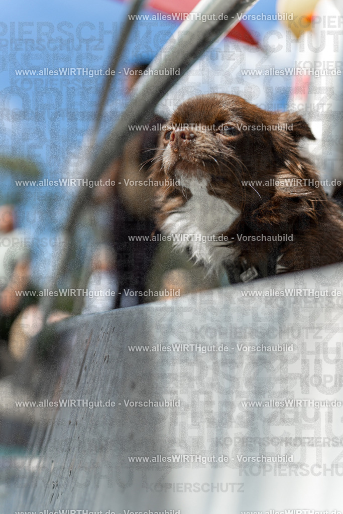 Hundeschwimmen_Volksbad_2026-allesWIRTHgut_Tierfotografie-2609061438-7R501149 | Professionelle Tierfotografie in Mönchengladbach von Daniel Wirth (allesWIRTHgut). Liebevolle & natürliche Bilder von Hunden & Katzen für unvergessliche Erinnerungen.