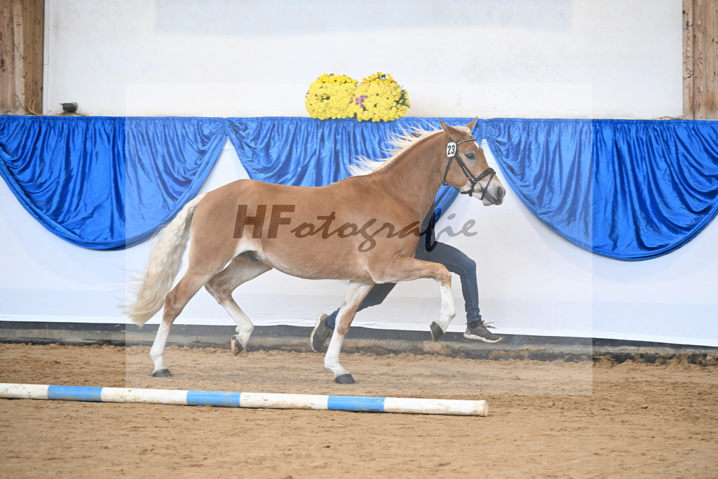 Kat-Nr. 23 Maverick v. Manu_Lechner_48251033 | hf-fotografie - Realisiert mit Pictrs.com