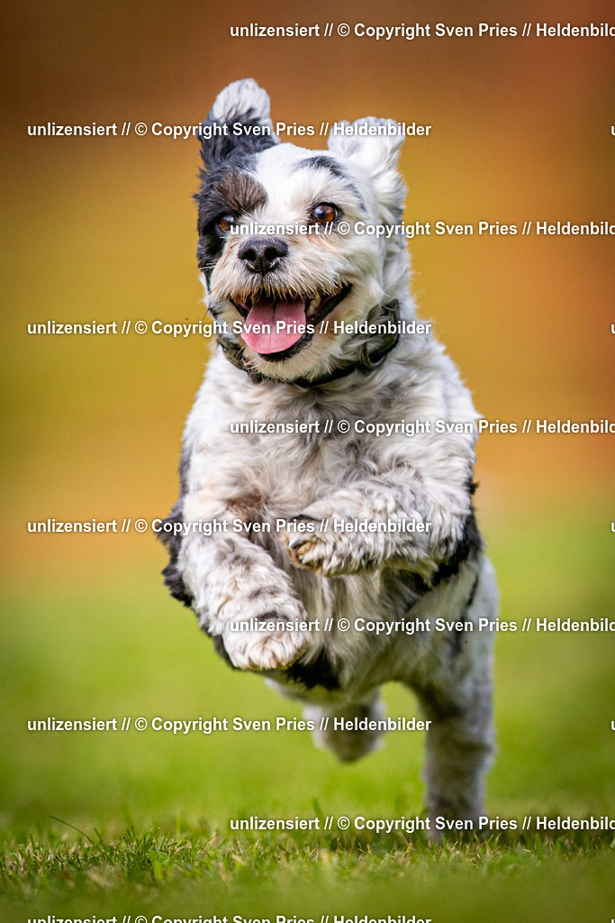 Sven Pries | 2024-09-22 - Hunderennen Baden-BadenPudelverein - Realisiert mit Pictrs.com