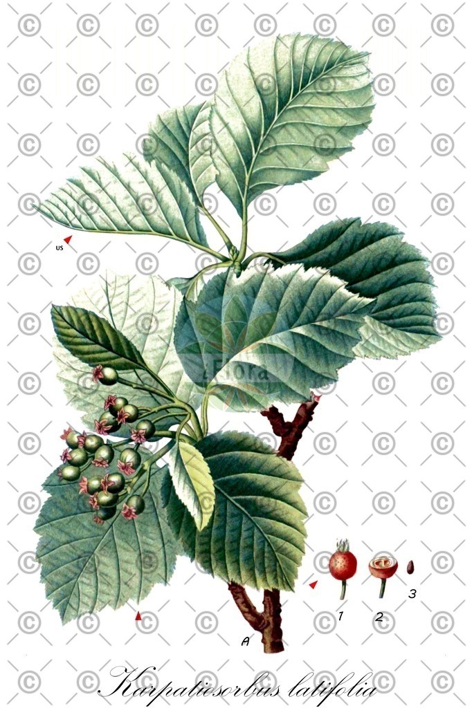 HistAbb_wfo-0001337338_1_ENZY_Simple | Historische Abbildung von Karpatiosorbus latifolia - Rosaceae (Breitblättriger Mehlbeerbaum;Breitblättrige Mehlbeere) | Historical Illustration of Karpatiosorbus latifolia - Rosaceae