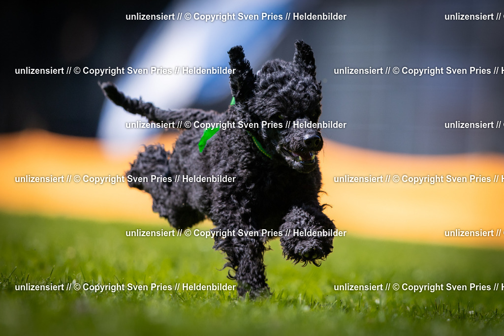 Sven Pries | 2025-08-10 - Hunderennen Durlach - Realisiert mit Pictrs.com