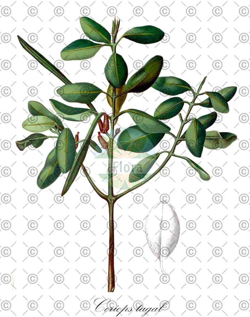 HistAbb_wfo-0000835118_1_ENZY_Simple | Historische Abbildung von Ceriops tagal - Rhizophoraceae | Historical Illustration of Ceriops tagal - Rhizophoraceae