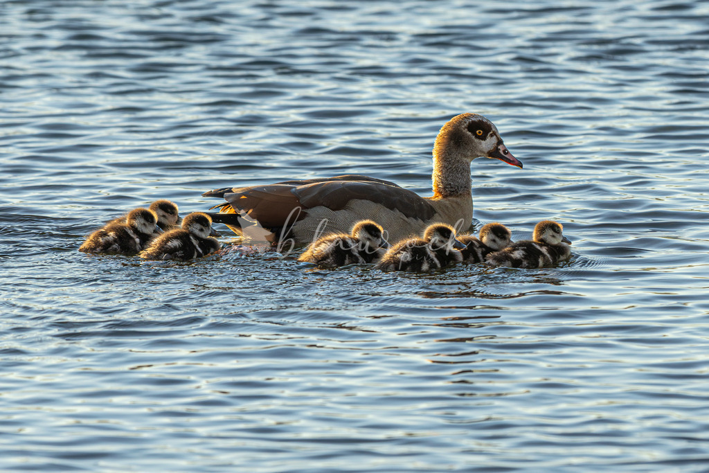 701A5455-Verbessert-RR | Sportbilder, Sportfotograf, Hochzeits- und Eventfotografin, Flugshows, Portraits und Tiershooting, Aviation, Downhill, Nationalleague, Swissleague, International
