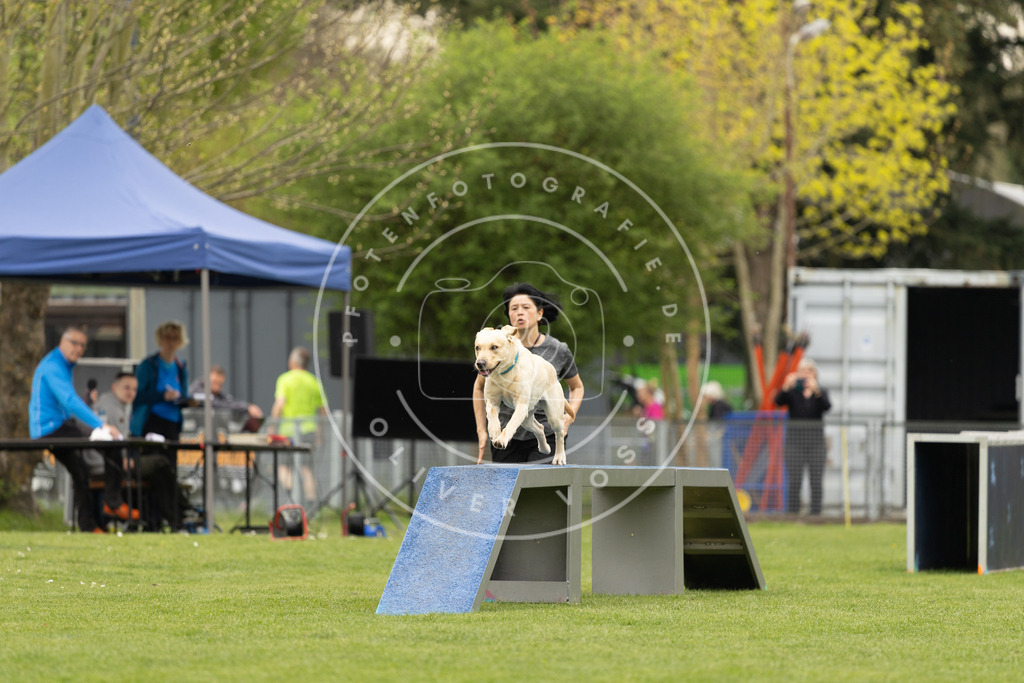 Pfotenfotografie_DV3A9317 | Hundefotografie, Tierfotograf, Pfotenfotografie, Fotoshooting Hund, Hunde Portrait, Hundesport, Hundeportraits, Heideshooting, Hunde, Sportfotograf, Hundefotograf, Turnierhundsport, THS,  - Realisiert mit Pictrs.com