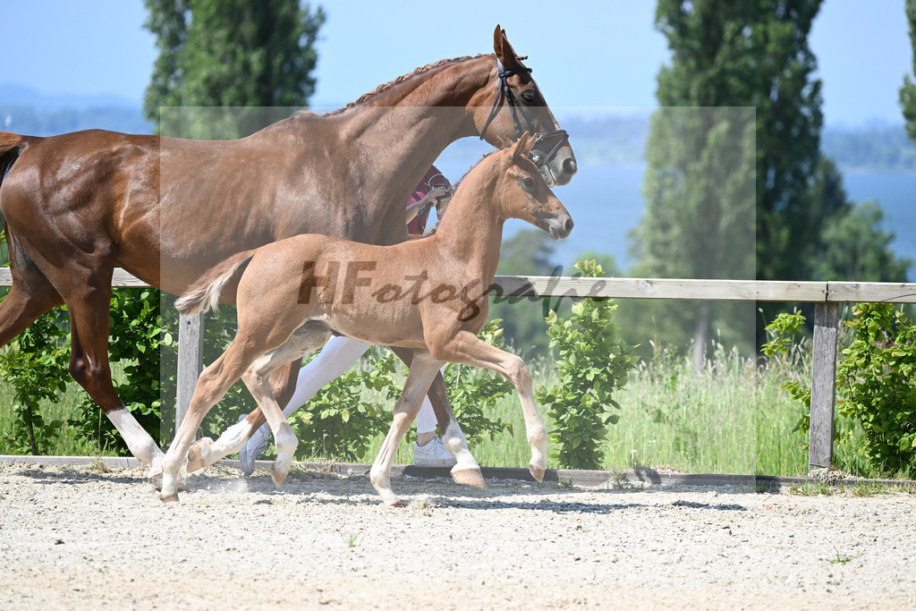 Kat-Nr. 8 HF DSP Feliciano_Niedermair_15230177 | hf-fotografie - Realizzato con Pictrs.com