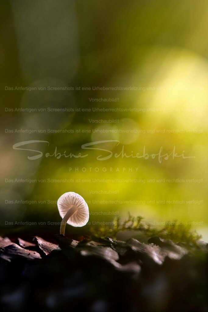 Wandbild Pilz "Winzling" | People- und Tierfotografie, Imageaufnahmen, Veranstaltungsfotografie und Wandbilder aus der Natur ★ Made in Germany ✔️ Druck + Downloads ✔️ Naturfotografie in Top Qualität ★ schneller Versand, weltweite Lieferung! - Realisiert mit Pictrs.com