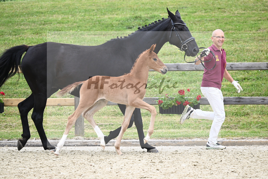 Kat-Nr. 41 HF DSP Va Bene_Lechl_17230936 | hf-fotografie - Realizzato con Pictrs.com