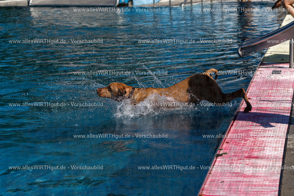 Hundeschwimmen_Volksbad_2026-allesWIRTHgut_Tierfotografie-2609061118-FAY06197 | Professionelle Tierfotografie in Mönchengladbach von Daniel Wirth (allesWIRTHgut). Liebevolle & natürliche Bilder von Hunden & Katzen für unvergessliche Erinnerungen.