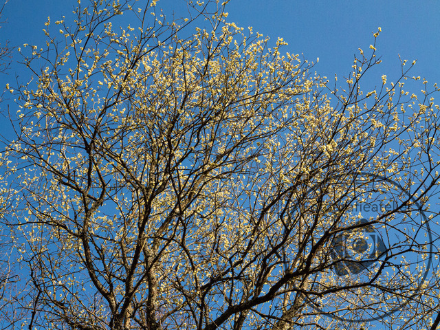 1000112-27032022-161242 | Landschaftsfotos, Naturfotos, Fotos, Fotograf, Landschaftsfotograf, Naturfotograf, professioneller Fotograf