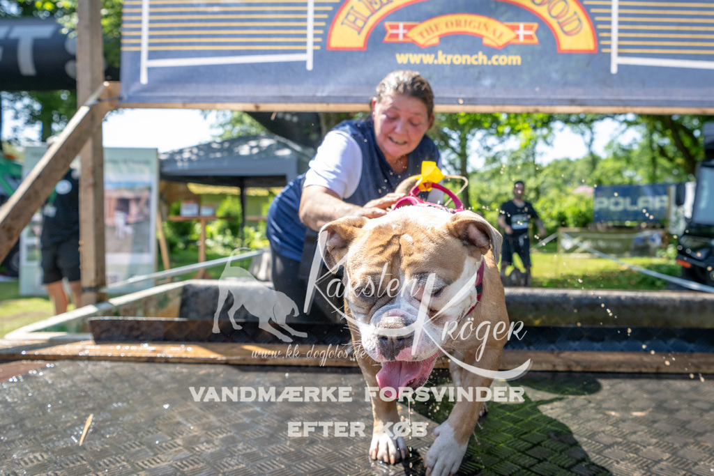 1249_ZZ92584 | kk-dogfotos