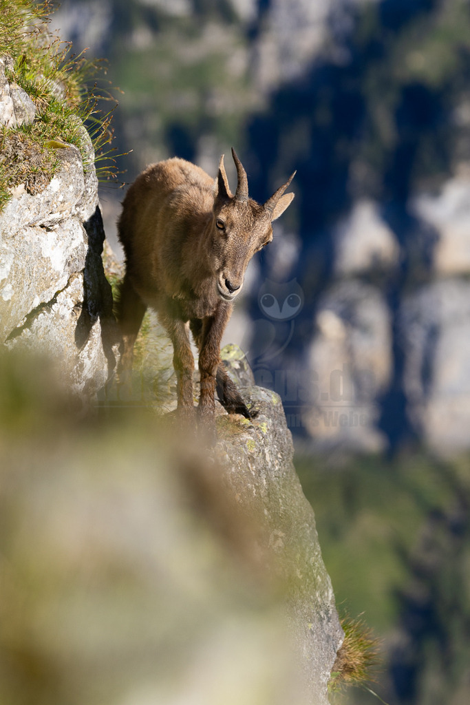 _5NF7292_20250710 | Das Bild zeigt einen Steinbock, der sich auf einem steilen Felsvorsprung befindet. Er blickt direkt in die Kamera und wirkt aufmerksam. Das Tier ist gut an seine felsige Umgebung angepasst, was durch sein Fell und seine Körperhaltung deutlich wird. Der Hintergrund besteht aus steilen Hängen und Felsen, die im Gegenlicht dargestellt sind. Die Szene vermittelt ein Gefühl von Wildnis und Abgeschiedenheit. - Realisiert mit Pictrs.com
