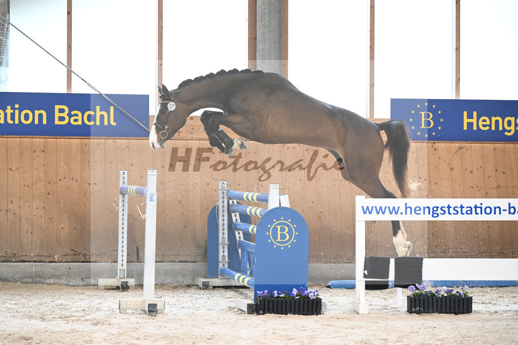 Kat-Nr. 27 Q-Stakkata v. Stakkato Gold_ZG Habring u Kastenhuber_7240092 | hf-fotografie - Realisiert mit Pictrs.com