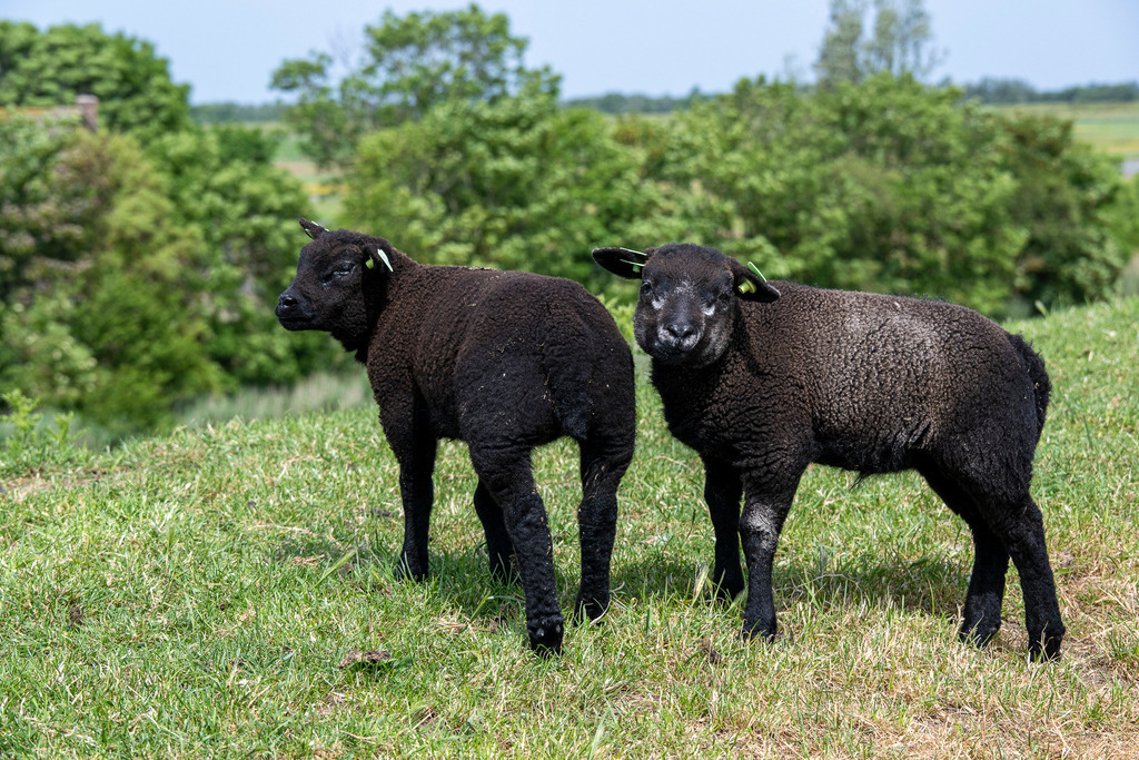 260606_Texel_9667_mr | Entdecke exklusive Fotografie im muebri Shop: Stimmungsvolle Motive  Naturaufnahmen und mehr. Jetzt hochwertige Wandbilder und Fotoabzüge online kaufen! - Realisiert mit Pictrs.com