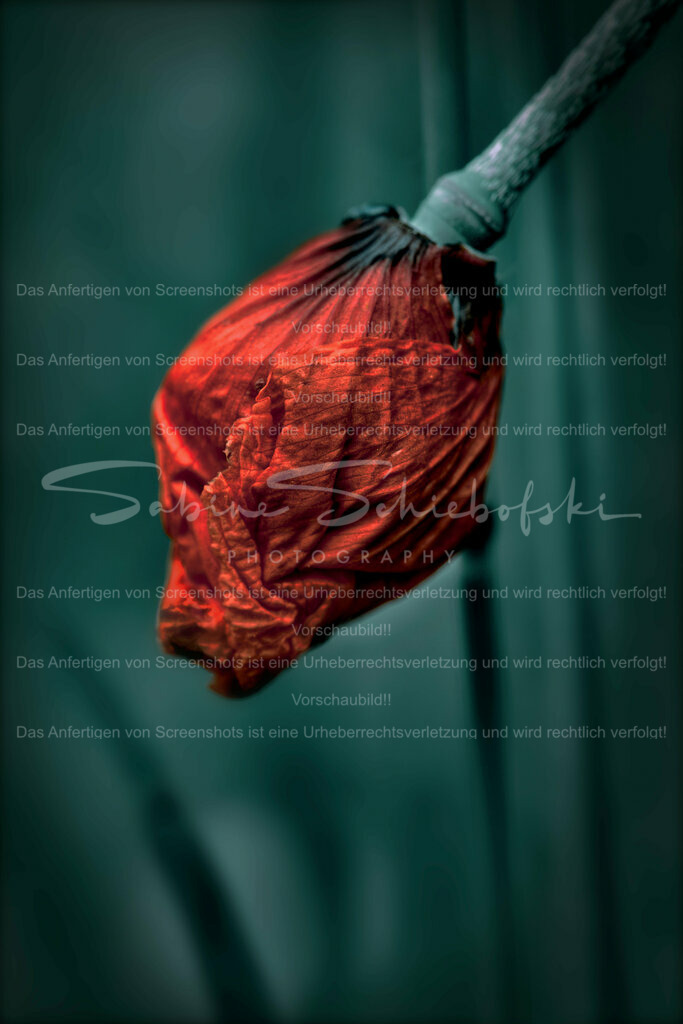 Wandbild Geschlossenen Mohnblüte | People- und Tierfotografie, Imageaufnahmen, Veranstaltungsfotografie und Wandbilder aus der Natur ★ Made in Germany ✔️ Druck + Downloads ✔️ Naturfotografie in Top Qualität ★ schneller Versand, weltweite Lieferung! - Realisiert mit Pictrs.com