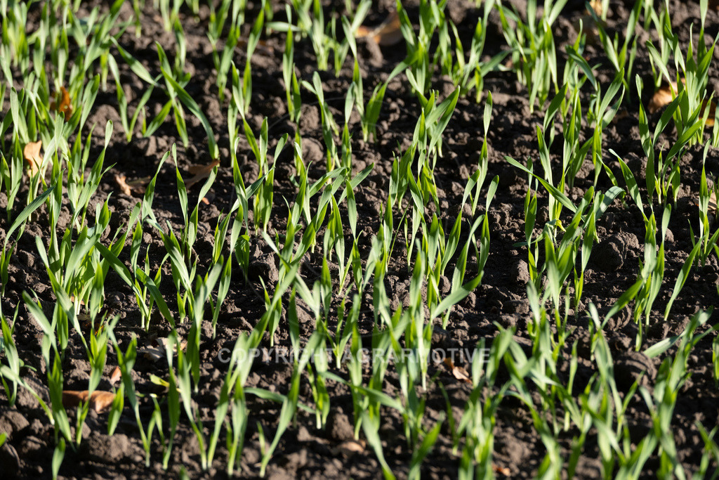 20221018-_DSF9407 | Heranwachsender Winterweizen im Herbst - Realisiert mit Pictrs.com