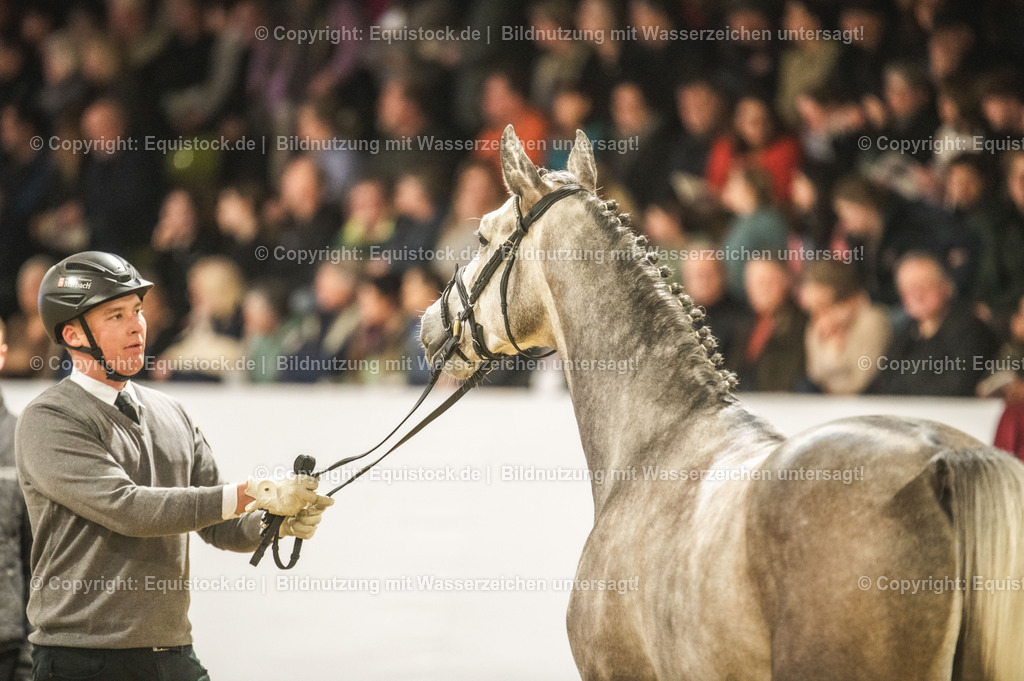 20240302_Hengstvorstellung_Marbach_TOMsPiC_0966 | equistock