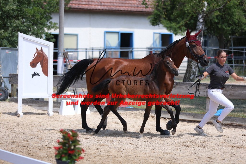 Fohlenschau_Schwäbisch_Hall_springbetonte_Fohlen_KN 26_9 | lmwpictures - Realisiert mit Pictrs.com