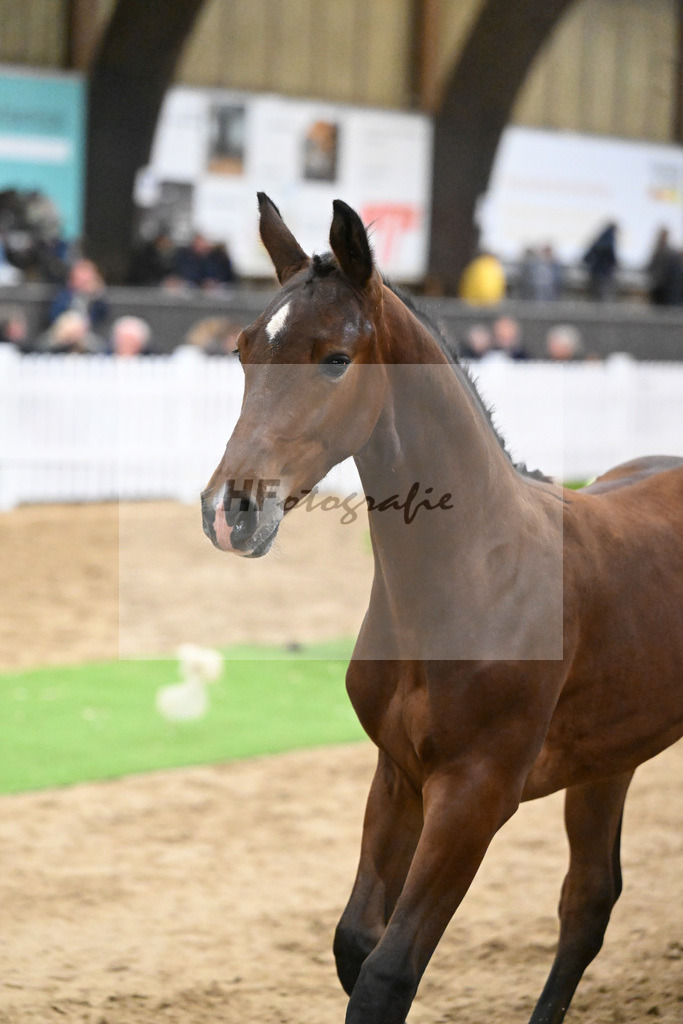 Fohlenauktion Next Chance_49220602 | hf-fotografie - Realisiert mit Pictrs.com