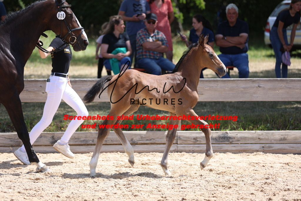 Fohlenschau_Schwäbisch_Hall_springbetonte_Fohlen_KN 20_17 | lmwpictures - Realisiert mit Pictrs.com