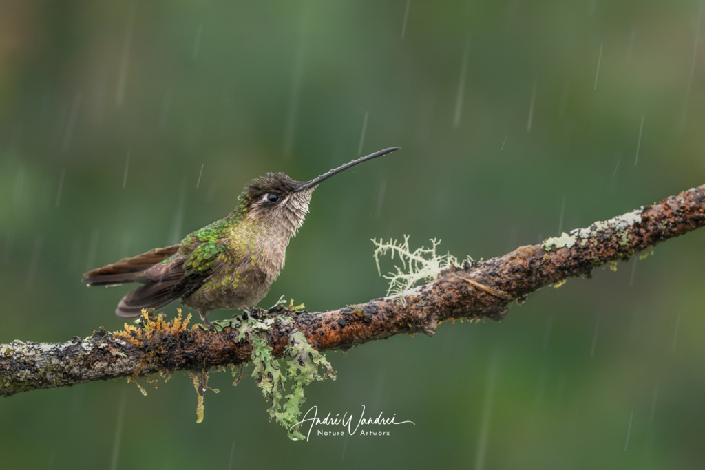 Wächter im Regen | Andre Wandrei - Nature Artworx - Realisiert mit Pictrs.com