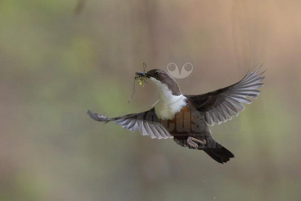 R5M21370_20260426 | Eine fliegende Wasseramsel (Cinclus cinclus) mit ausgebreiteten Flügeln. Der Vogel hat einen dunklen Kopf, eine weiße Kehle und Brust sowie einen rostbraunen Bauch. Im Schnabel transportiert er Moos und kleine Zweige als Nistmaterial. Der Hintergrund ist unscharf und in sanften Grün- und Brauntönen gehalten. - Realisiert mit Pictrs.com