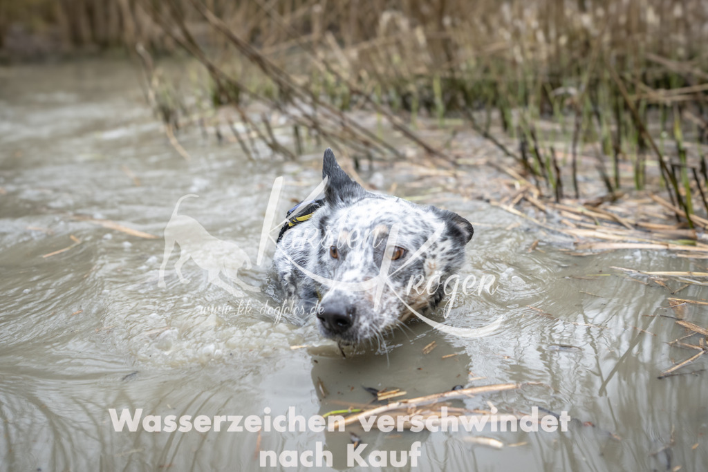 1431_ZZ99449 | kk-dogfotos