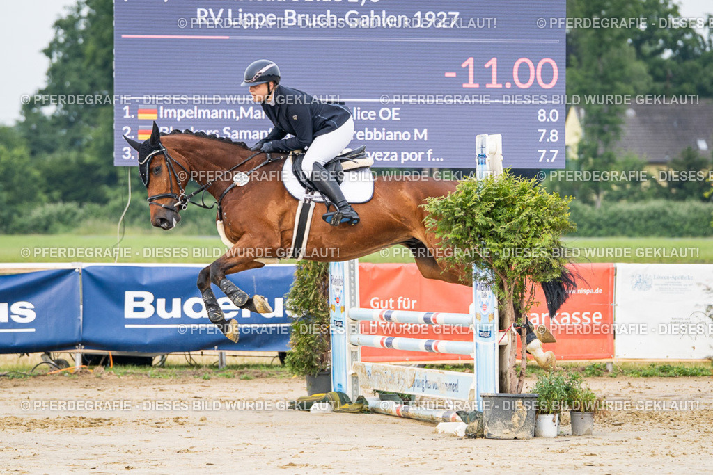 DSC08541 | Pferdegrafie