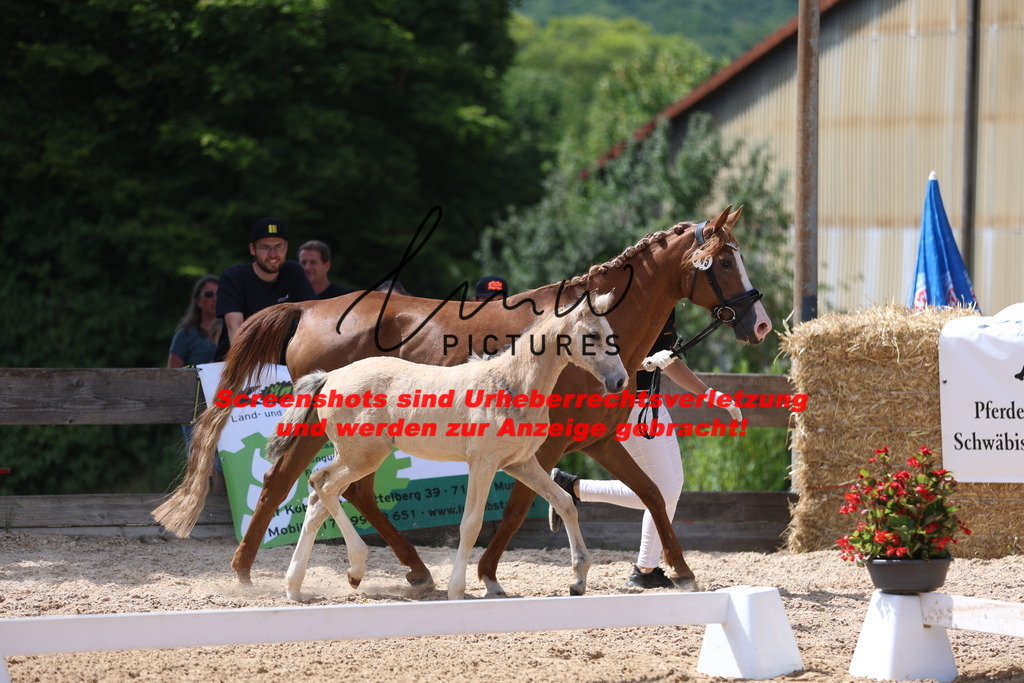 Fohlenschau_Schwäbisch_Hall_Ponys_KN 45_1 | lmwpictures - Realisiert mit Pictrs.com