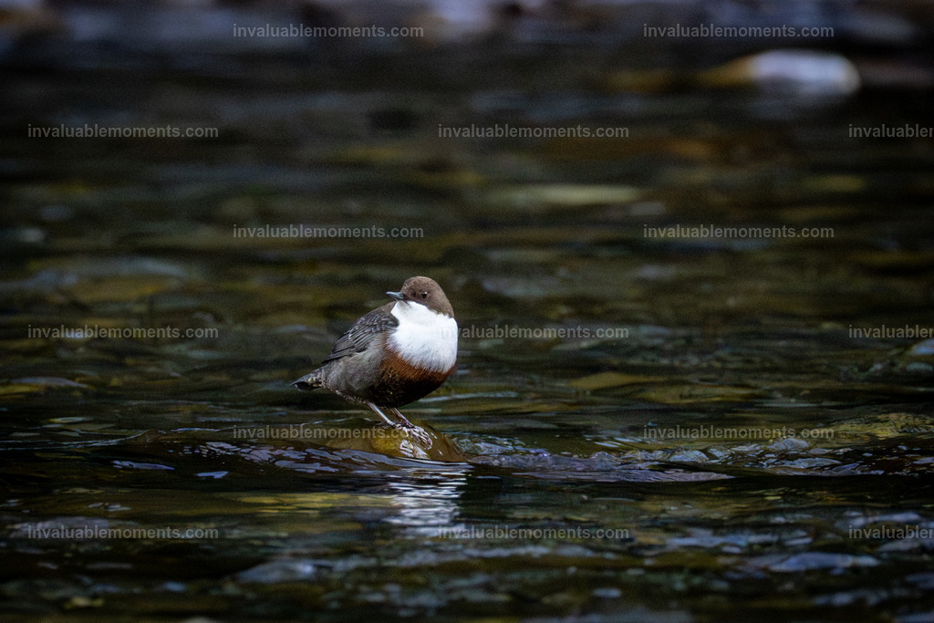 Wasseramsel | invaluablemoments.com - Realisiert mit Pictrs.com