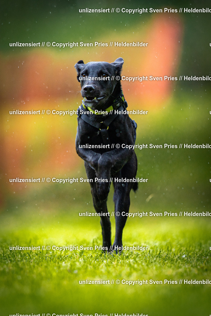 Sven Pries | 2025-09-21 - Hunderennen Baden-Oos - Realisiert mit Pictrs.com