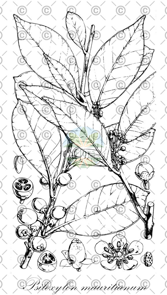 HistAbb_wfo-0000468570_2_ENZY_Simple | Historische Abbildung von Psiloxylon mauritianum - Myrtaceae | Historical Illustration of Psiloxylon mauritianum - Myrtaceae