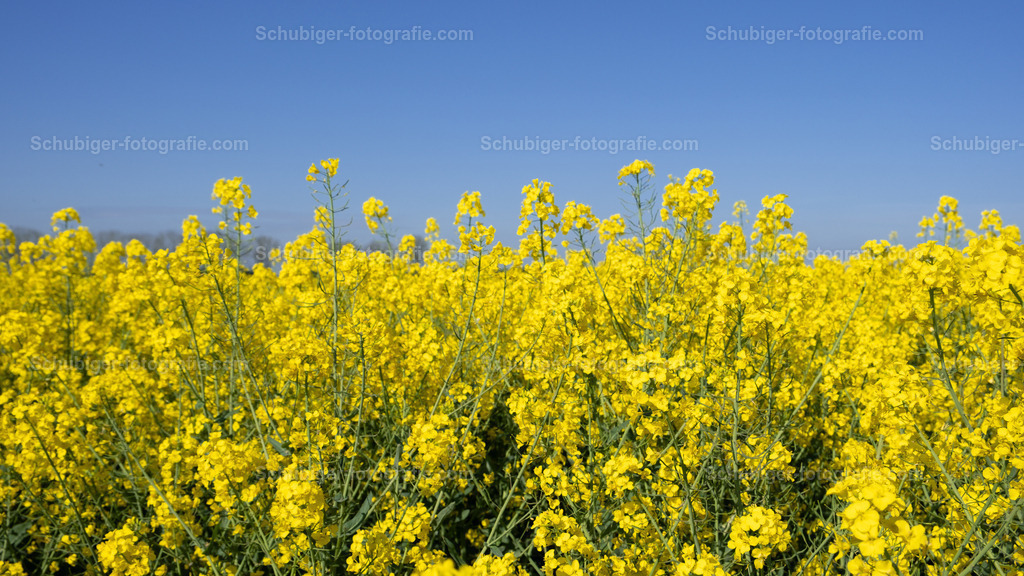Raps | Raps, auch Reps oder Lewat genannt, ist eine Pflanzenart aus der Gattung Kohl innerhalb der Familie der Kreuzblütengewächse. Es ist eine wirtschaftlich bedeutende Nutzpflanze. Genutzt werden die Samen vor allem zur Gewinnung von Rapsöl und dem Koppelprodukt Rapskuchen. Wikipedia - Realisiert mit Pictrs.com