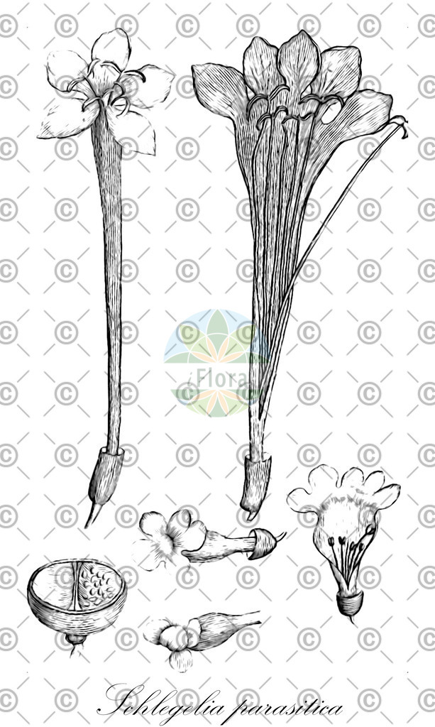 HistAbb_wfo-0001134603_21_ENZY_Simple | Historische Abbildung von Schlegelia parasitica - Schlegeliaceae | Historical Illustration of Schlegelia parasitica - Schlegeliaceae