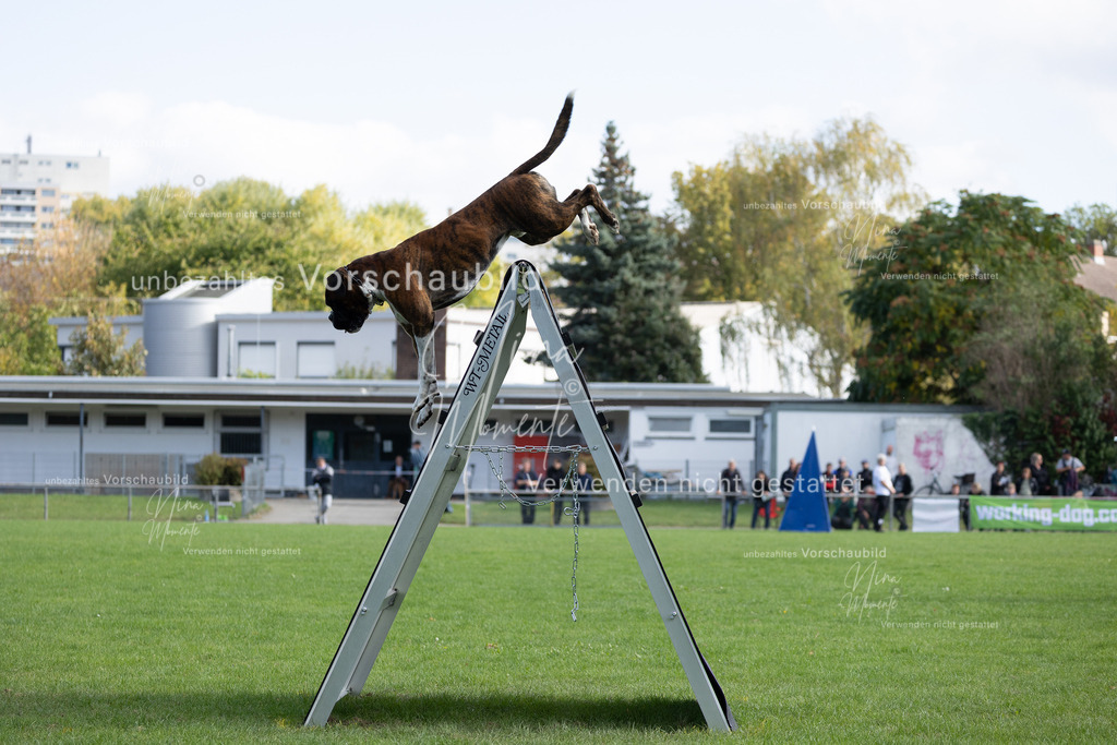 _16A5318 | Einzigartige Fotos von Hunden & Menschen –Actionfotos, Portraits, Vereinsaufnahmen & Paarshootings – authentisch, lebendig & mit Herz.