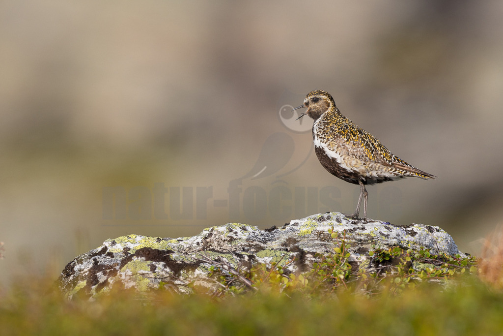R7NF6170_20240804 | Ein Goldregenpfeifer (Pluvialis apricaria) steht auf einem mit Flechten und Moos bewachsenen Felsen. Der Vogel ist im Profil zu sehen, mit leicht geöffnetem Schnabel, was auf einen Ruf oder Gesang hindeutet. Sein Gefieder zeigt eine charakteristische goldbraune und schwarze Musterung auf dem Rücken und Kopf, mit einem deutlichen weißen Streifen, der sich von der Stirn über die Seite des Halses bis zur Brust zieht, die ansonsten dunkelbraun bis schwarz ist. Der Bauch ist weiß. Der Hintergrund ist unscharf und zeigt sanfte Grün- und Brauntöne, die eine natürliche Umgebung andeuten. - Realisiert mit Pictrs.com