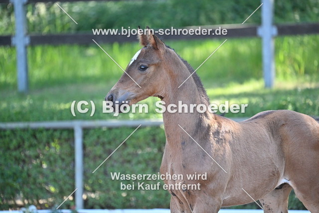 19_Quaterback - Belantis I_758_8186 | Björn Schroeder Pferdefotografie