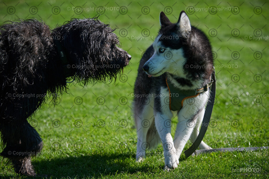 042_202509_4Hundebadetag_NZ9_2210 | proPHOTO - Realisiert mit Pictrs.com