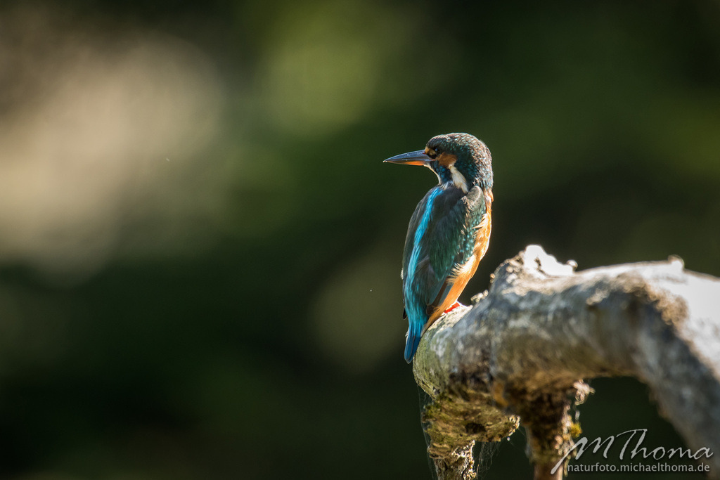 Eisvogeldame | Dies ist der Online-Shop von naturfoto.michaelthoma.de. Ich bin leidenschaftlicher Naturfotograf und fotografiere von der Andromedagalaxie bis zum Zwergtaucher, von der Ameise bis zum Orionnebel alles was mit Natur zu tun hat. Hier kann eine Auswahl meine - Realisiert mit Pictrs.com