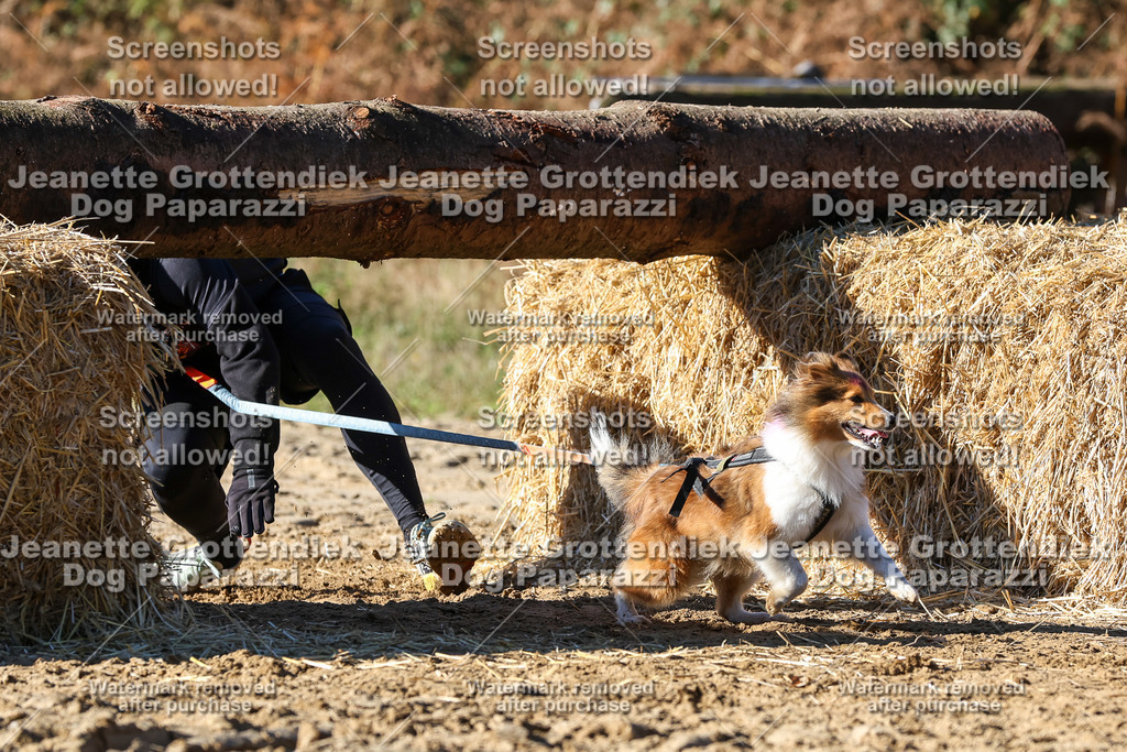Dog Paparazzi - Strongdog 10-25-2508 | Dog Paparazzi Jeanette Grottendiek Fotografie & Videografie - Realisiert mit Pictrs.com